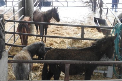 Algunos de los caballos que fueron confiscados el sábado. 