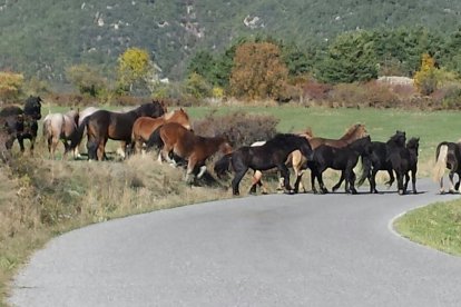 Els cavalls envaint la carretera d’accés al nucli de Bar, a l’Alt Urgell.