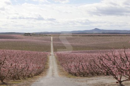 Actividades en Aitona, la Granja d'Escarp, Seròs, Soses y Castelldans