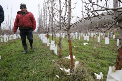 Un agricultor d'Aitona arrancarà una finca de sis-cents arbres per les destrosses