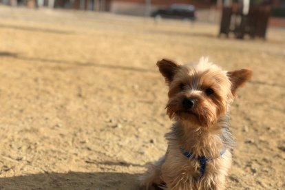 Gossos, gats, canaris, iguanes,...presenta'ns a la teva mascota!