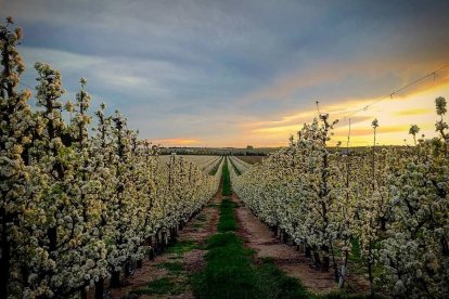 Camps de l'horta de Lleida un capvespre de primavera.