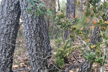 Aquests bolets no es mengen, però formen part de l'encant del bosc.