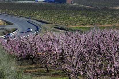 El calor ha adelantado la floración de los frutales. Imágenes tomadas en Seròs el 27 de febrero.