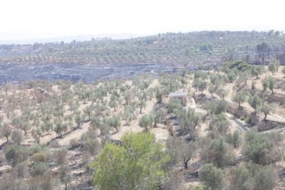 Desalojados en Lleida por el gran fuego de Ribera d'Ebre