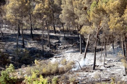 Imatges de l'incendi de la Ribera d'Ebre, que afecta a diversos indrets de les Garrigues i el Segrià