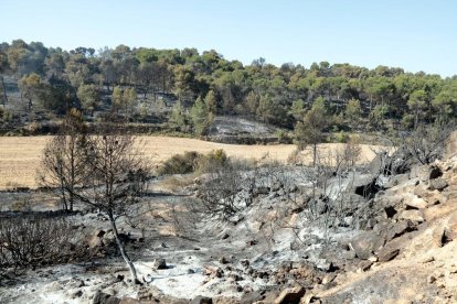 Imatges de l'incendi de la Ribera d'Ebre, que afecta a diversos indrets de les Garrigues i el Segrià