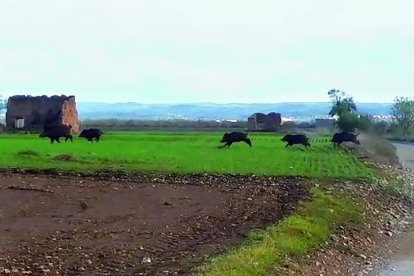 Imagen de archivo de jabalíes cruzando campos entre Bellpuig, Belianes, Preixana y Sant Martí. 