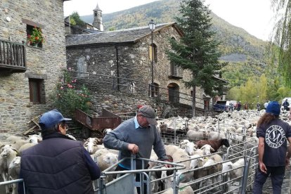 L'ós ha matat 9 animals en ramats protegits i 86 en ramats sense vigilància