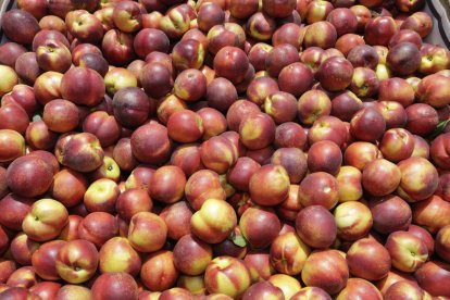 Nectarines big top collides aquesta setmana en una finca de l’Horta de Lleida.