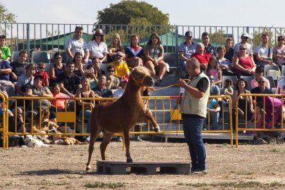 Les exhibicions eqüestres i de falconeria van fer les delícies del públic al càmping municipal.