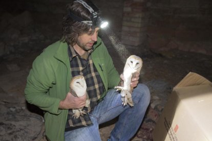 La parella d’òlibes que s’ha traslladat a la Figuerosa per salvar la població d’aquesta espècie a l’Urgell i la Segarra.