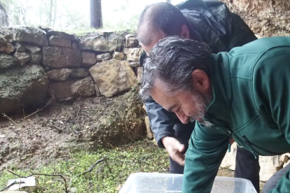 La liberación de tortugas ayer en Bovera.