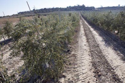 El regadiu històric del Canalet té unes 2.000 hectàrees regables i gairebé totes ja s’han modernitzat.