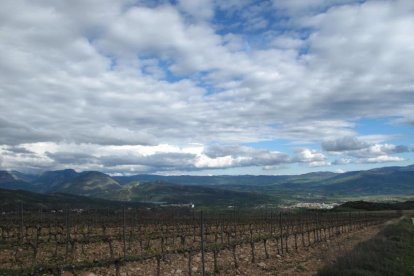 Una de les vinyes que han anat proliferant al Pallars.