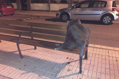 Imagen del animal que apareció el domingo por la noche. 