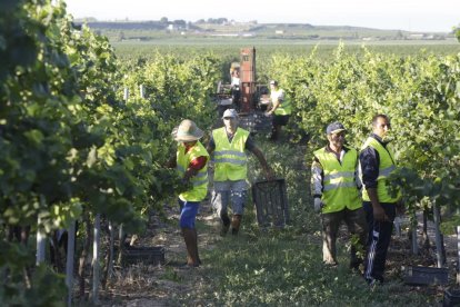 Tasques de verema en una finca de Lleida.