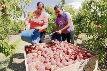 Inici de la campanya de recollida de fruita primerenca aquest dilluns a Seròs.