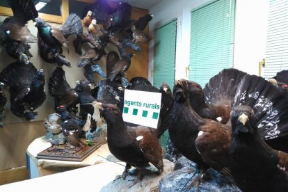 Los gallos fers disecados que han sido decomisados.