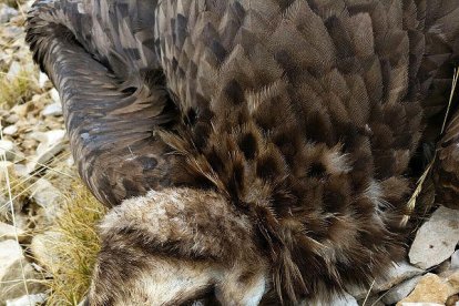 Un furtiu mata l'últim voltor negre d'Alinyà i acaba amb el pla de reintroducció