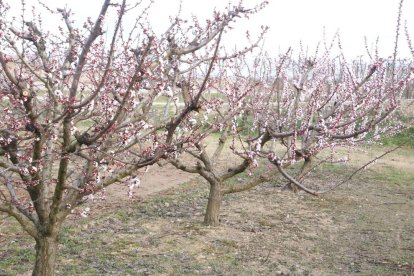 Imatge d’albercoquers en flor captada ahir en una finca d’Ivars d’Urgell.