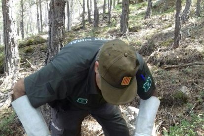 El águila rescatada por los Agentes Rurales en Alins. 