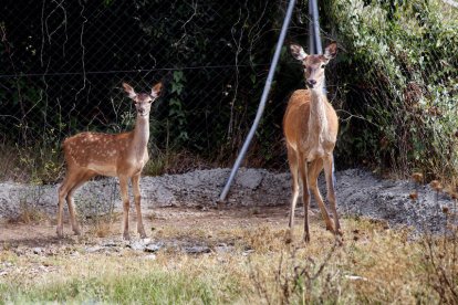 El pequeño ciervo, a la izquierda, ayer junto a su madre en el centro de fauna de Juneda. 