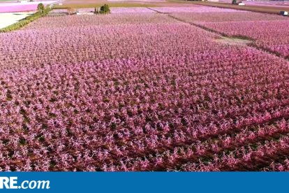 Alcarràs promociona el espectáculo de la floración