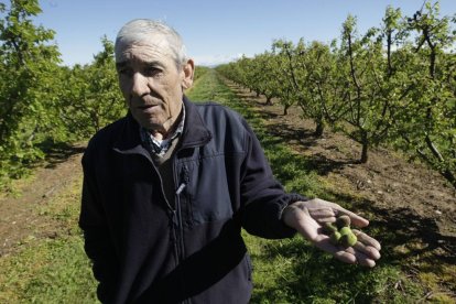 Josep Maria Moliné mostra petits albercocs arrasats pel granís a Sucs.