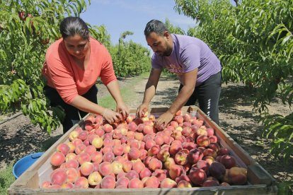 Els preus de la fruita de pinyol no cobreixen els costos de producció, segons els pagesos.