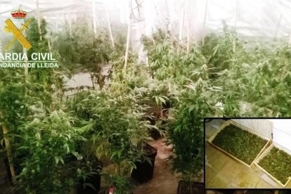 Imagen de las plantas y los tres kilos de marihuana decomisados. 