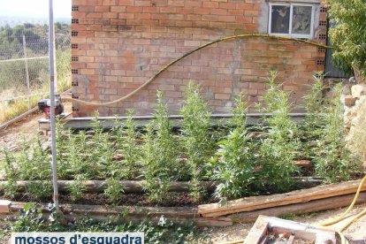 Plantes de marihuana a la finca de Juncosa.