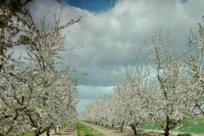 Esta finca recibirá ayudas por nivelar terrenos, adquirir maquinaria y plantar nuevos almendros.