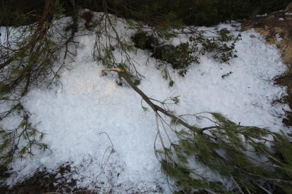 Arbres trencats a causa del pes del gel als camps de la Serra del Tallat, a l’Urgell.