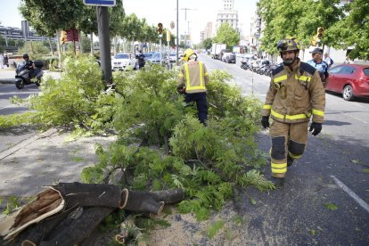 Los Bomberos retiraron el árbol y la Guardia Urbana tuvo que regular el tráfico ayer en Blondel.