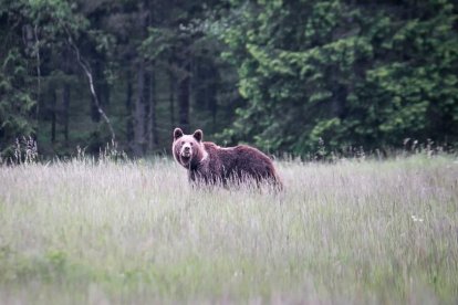 Un oso pardo.