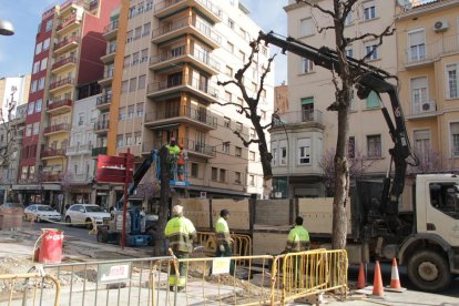 Talen arbres de Balmes per a la construcció del carril bici