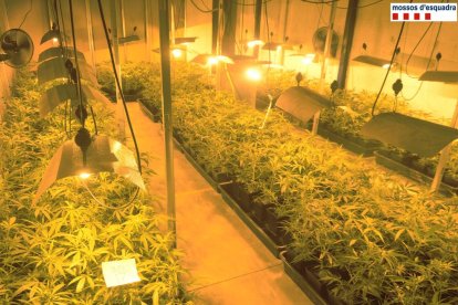 Vista de les plantes de marihuana trobades dimarts passat pels Mossos en una nau industrial.