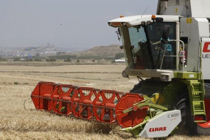 Imatge d’arxiu d’una recol·lectora en una finca de la província de Lleida.