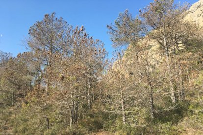 Pinos muertos por procesionaria en bosques del Alt Urgell.