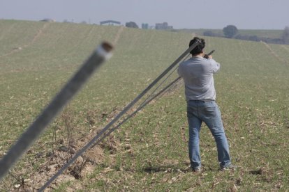 L’agricultor de Castelló a la finca de cereal en la qual s’han sostret els 1.500 aspersors.