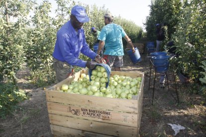 Imagen de la campaña de recogida de manzana de buen calibre este verano en una finca de Alpicat.