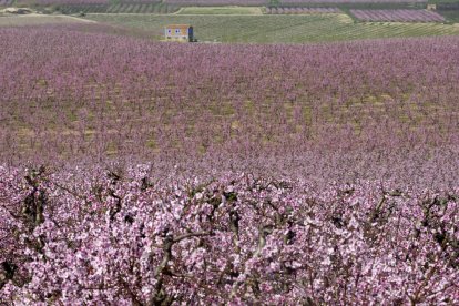 Fruiters florits aquesta setmana al Baix Segre.