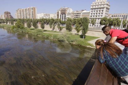 L'ús de repel·lents contra els mosquits s'ha convertit en obligatori des de fa uns dies per als usuaris del parc de la canalització, igual que en altres zones de la ciutat pròximes al riu, especialment cap al tard.