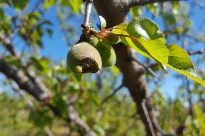 Fruita malmesa per la pedra