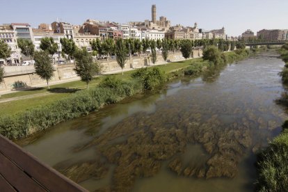 Vista de las algas en el río Segre a su paso por Lleida.