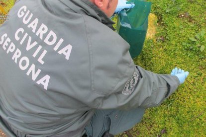 Troben en un magatzem de Lleida sacs amb llavors impregnades amb verí per a rosegadors