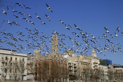 Una bandada de gavines, ahir a Lleida.