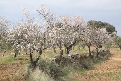 La pàtria íntima