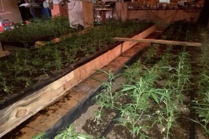 Una de les plantacions de ‘maria’ trobades pels Mossos.